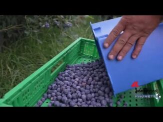 Mirtilli, tutte le virtù del frutto blu 1 Mirtilli tutte le virtu del frutto blu