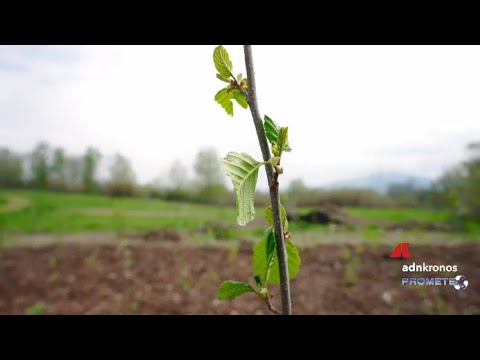 Tre anni di Foresta Italia, oltre 132mila piante messe a dimora