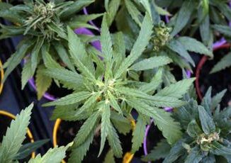 Schillaci, 'estratti cannabis usati come novel food, non autorizzati' 3 Schillaci estratti cannabis usati come novel food non autorizzati