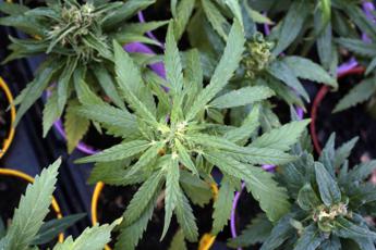 Schillaci, ‘estratti cannabis usati come novel food, non autorizzati’