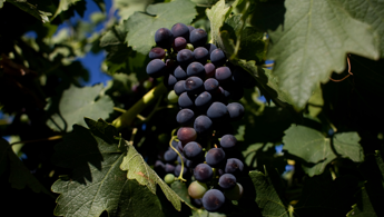 Barossa Valley, è tempo di Cabernet Sauvignon?