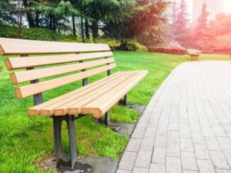 Alberi e clima, un italiano su tre non sa che piante assorbono CO2 4 Alberi e clima un italiano su tre non sa che piante assorbono CO2