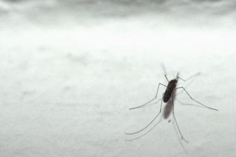 Dengue, un caso oggi in Abruzzo 1 Dengue un caso oggi in Abruzzo