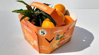Agroalimentare: debutta sul mercato ‘Perrina’, nuova clementina tardiva made in Italy