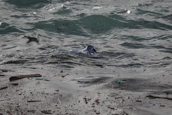 Dai rifiuti plastici alla tela di ragno, arrivano i batteri verdi