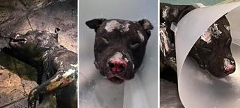 Palermo, cane bruciato dal padrone supera seconda notte. Lav: “Un guerriero”