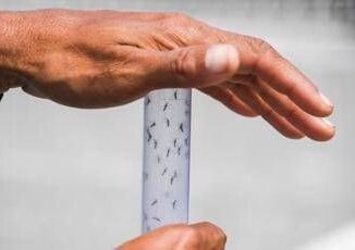 Arriva la taglia sulle zanzare obiettivo dichiarato Fermare la Dengue