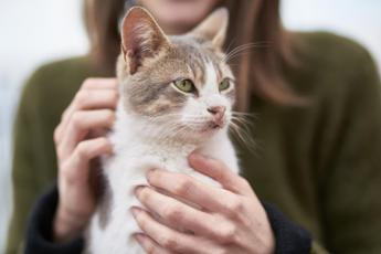 Festa del gatto 17 febbraio, perché si festeggia oggi