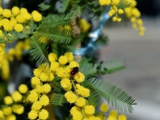 8 marzo, mimosa? Occhio all'allergia 4 8 marzo mimosa Occhio allallergia
