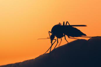 La storia: “Infettata da Dengue a Roma, ho capito cosa significa febbre spacca ossa”