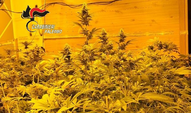arresto drogapalermo - mediapress serra per droga scoperta a palermo
