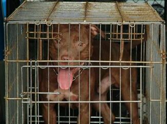 Bimba di 2 anni aggredita da pitbull a Milano: ricoverata in codice rosso 2 Bimba di 2 anni aggredita da pitbull a Milano ricoverata in codice rosso