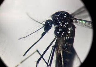 Dengue un caso in provincia di Como Piano di disinfestazione no prodotti dellorto