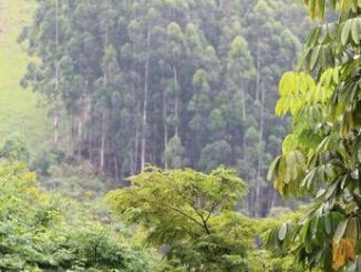Record per la sostenibilita forestale oltre 1 milione di ettari certificati Pefc