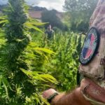 Coltivazione illecita di marijuana scoperta a Lula: sequestrate 1.150 piante ad alto contenuto di THC