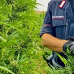 Maxi sequestro di marijuana a Borore: 1.900 piante sequestrate e arresto convalidato