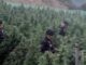 Sequestro coltivazione cannabis in Lula 1 1 150x150 1VA0IT