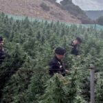 Sequestro di Piantagione di cannabis a Lula: 330 piante, denunciato un 23enne