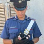 Sinnai: Due pensionati denunciati per maltrattamento di due cani tenuti in gravi condizioni