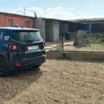 Attacco di cani randagi a San Gavino Monreale: 150 pecore uccise in un’azienda agricola