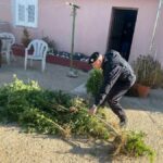 Arresto a Sestu per coltivazione e detenzione di droga: Scoperte 71 piante di cannabis