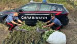 Tortolì: Sequestrati 28 Kg di marijuana dai Carabinieri