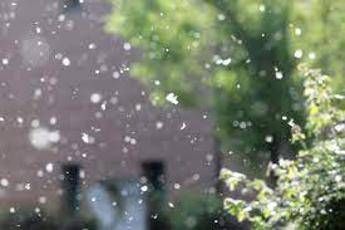 Allarme allergie: “Con la crisi climatica durano 45 giorni in più”