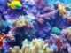 Ambiente scienziati cinesi scoprono tecnologia per riproduzione coralli