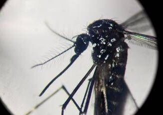 Dengue in Italia quasi 700 casi in 2024. Torna allarme zanzare Bassetti Momento di agire