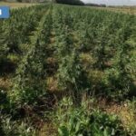 Sanluri: Arrestato 29enne per coltivazione di 8000 piante di marijuana e resistenza a Pubblico Ufficiale