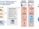 Ricerca difetti genetici digestione carboidrati influiscono su intestino irritabile