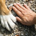 Cagliari. Corso gratuito per proprietari di cani: Formazione su educazione e benessere canino