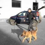 Maltrattamento di animali a Villasimius: Denunciato un uomo per abuso su due cani