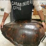 Operazione dei Carabinieri sul commercio illecito di avorio e rettili in Sardegna: sequestri e denunce