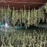Maxi sequestro di marijuana a Bortigali: 4 Arresti e 2.500 piante sequestrate dai Carabinieri