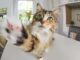 Animali indagine 59 italiani vuole telecamera smart per rimanere connesso con loro