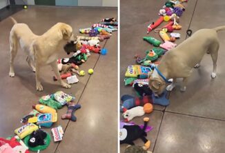 Cani senza una famiglia scelgono un regalo di Natale donato dai volontari il video virale