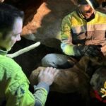Ballao, salvato il cane da caccia intrappolato nella roccia