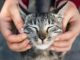 Giornata del Gatto la passione non conosce confini ecco i cantanti attori e registi pazzi per i felini