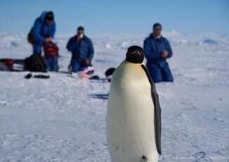 Veterinari italiani in Antartide a caccia dellinfluenza aviaria tra le colonie di pinguini