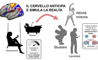 Il cervello non e mai davvero spento ecco cosa succede quando e in relax