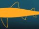 Ricostruite le dimensioni e la forma del corpo del Megalodon