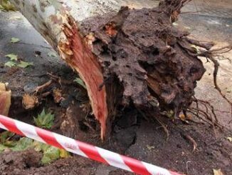 Roma albero cade su auto in via Aurelia traffico in tilt e strada chiusa