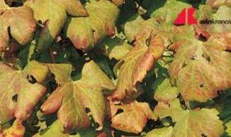 Agricoltura Ismea nel 2024 valori assicurati per 96 mld comparto vitivinicolo al top