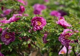 CGTN Blooming flower economy Hezes peony industry boosts development cultural exchanges