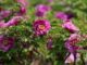 CGTN Blooming flower economy Hezes peony industry boosts development cultural exchanges