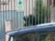 CARABINIERI ORTUERI ARRESTO PER MALTRATTAMENTI IN FAMIGLIA ridim 150x150 zUzd1o