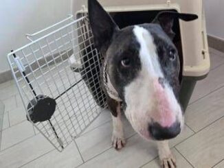 Cani e gatti in aereo arriva la svolta nuove regole cosa cambia