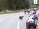 Giro dItalia una capra taglia la strada al gruppo Video