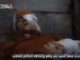 Hamas diffonde video dellostaggio Maxim Herkin Colpito da Idf in un tunnel